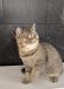 Exotic Shorthair Cats for sale in Buffalo, NY, USA. price: $1,300