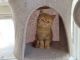 Exotic Shorthair Cats for sale in New York, NY, USA. price: $1,500