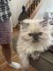 Exotic Shorthair Cats for sale in New York, NY 10019, USA. price: $2,000