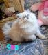 Exotic Shorthair Cats for sale in Langley, BC V2Y 1V8, Canada. price: $1,000
