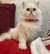 Exotic Shorthair Cats for sale in New York, NY 10019, USA. price: $1,000