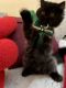 Exotic Shorthair Cats for sale in New York, NY 10019, USA. price: NA