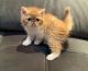 Exotic Shorthair Cats for sale in Dallas, Texas. price: $500
