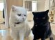 Exotic Shorthair Cats for sale in East Newark, New Jersey. price: NA