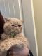 Exotic Shorthair Cats for sale in Cross Plains, TN, USA. price: $1,000