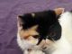 Exotic Shorthair Cats for sale in Dallas, TX, USA. price: $1,500