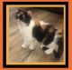 Exotic Shorthair Cats for sale in Fort Smith, Arkansas. price: $1,800