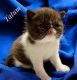 Exotic Shorthair Cats for sale in St. Augustine, Florida. price: $1,500