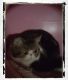Exotic Shorthair Cats for sale in Southgate, MI, USA. price: NA