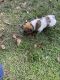 Feist Puppies for sale in Georgiana, AL 36033, USA. price: $300