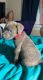 Fell Terrier Puppies for sale in Conyers, GA, USA. price: NA