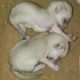 Fennec Fox Animals for sale in Los Angeles, CA, USA. price: NA