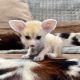 Fennec Fox Animals for sale in Co Rd 2206, Canton, TX 75103, USA. price: NA