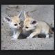 Fennec Fox Animals for sale in Los Angeles, California. price: $800