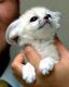 Fennec Fox Animals for sale in Jacksonville, Florida. price: NA