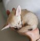 Fennec Fox Animals for sale in Houston, Texas. price: NA
