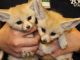 Fennec Fox Animals for sale in Adak, AK, USA. price: NA