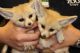 Fennec Fox Animals for sale in . price: NA