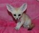 Fennec Fox Animals for sale in Dayton, OH, USA. price: NA