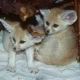Fennec Fox Animals for sale in Coburg, Germany. price: 600 EUR