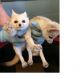 Fennec Fox Animals for sale in Yonkers, NY, USA. price: NA