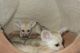 Fennec Fox Animals for sale in Clarens, South Africa. price: 2000 ZAR