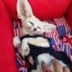 Fennec Fox Animals for sale in Point Lay, AK, USA. price: $900