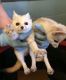 Fennec Fox Animals for sale in Minneapolis, MN, USA. price: NA