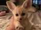 Fennec Fox Animals for sale in Asheville, NC, USA. price: NA