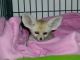 Fennec Fox Animals for sale in Hay River, NT X0E, Canada. price: NA