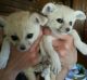 Fennec Fox Animals for sale in Colorado Springs, CO, USA. price: NA
