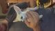 Fennec Fox Animals for sale in Buford, GA, USA. price: NA