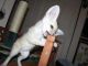 Fennec Fox Animals for sale in Wilmington, DE, USA. price: NA