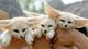 Fennec Fox Animals for sale in Portland, ME, USA. price: NA