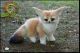 Fennec Fox Animals for sale in California Oaks Rd, Murrieta, CA 92562, USA. price: NA