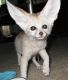 Fennec Fox Animals for sale in Minneapolis, MN 55450, USA. price: NA