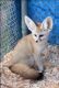 Fennec Fox Animals for sale in Cincinnati, OH, USA. price: NA