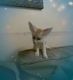 Fennec Fox Animals for sale in Raleigh, NC 27617, USA. price: $400