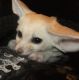 Fennec Fox Animals for sale in Raleigh, NC 27617, USA. price: $400