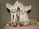 Fennec Fox Animals for sale in Boston, MA, USA. price: NA