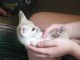Fennec Fox Animals for sale in Dayton, OH 45437, USA. price: NA