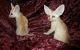 Fennec Fox Animals for sale in Cambridge, MA, USA. price: $500