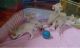 Fennec Fox Animals for sale in Cary, NC, USA. price: $500