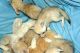 Fennec Fox Animals for sale in Boston, MA, USA. price: $500