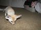 Fennec Fox Animals for sale in Boston, MA, USA. price: $400