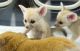 Fennec Fox Animals for sale in Crocker St, Los Angeles, CA, USA. price: NA