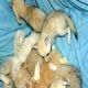 Fennec Fox Animals for sale in Vancouver, BC, Canada. price: NA