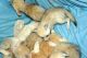Fennec Fox Animals for sale in Minneapolis, MN, USA. price: NA
