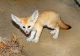 Fennec Fox Animals for sale in Omaha, NE, USA. price: $400