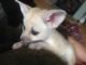 Fennec Fox Animals for sale in 24420 S Dixie Hwy, Princeton, FL 33032, USA. price: $600